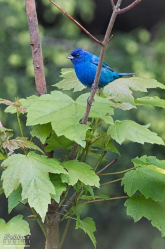 3936 Male Indigo Bunting in tree