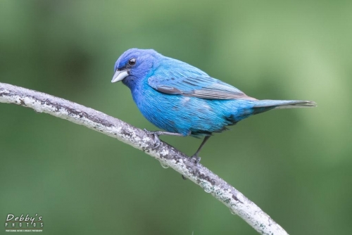 3953 Male Indigo Bunting