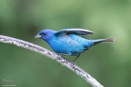 3954 Male Indigo Bunting