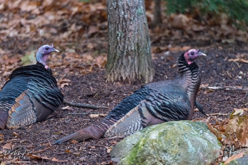 4110 Resting Turkeys