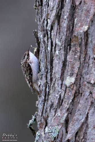 4130 Brown Creeper with grub