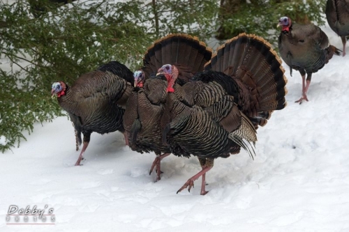 4133 Turkey Parade in Snow