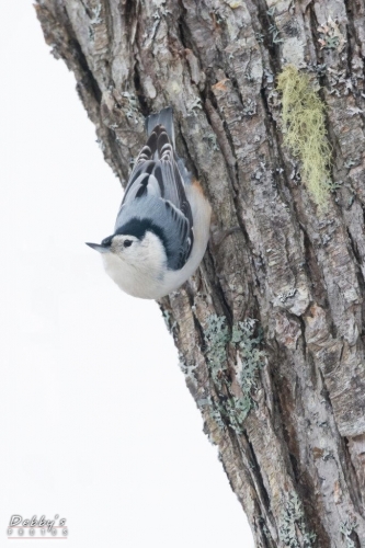 4136 White-Breasted Nuthatch