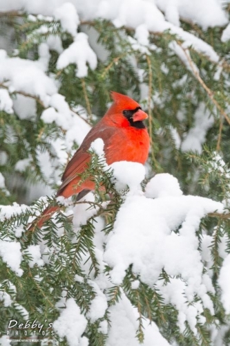 4156 Male Cardinal in Snowy Firs