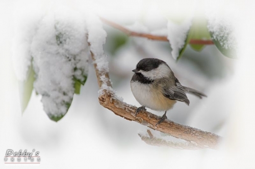 4171 Black-Capped Chickadee in Snowstorm