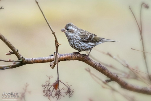 4214 Female Purple Finch