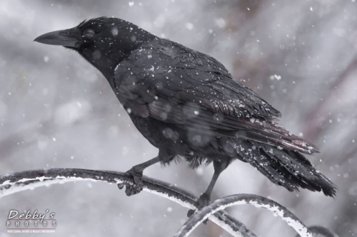 4232 Crow in Snowstorm