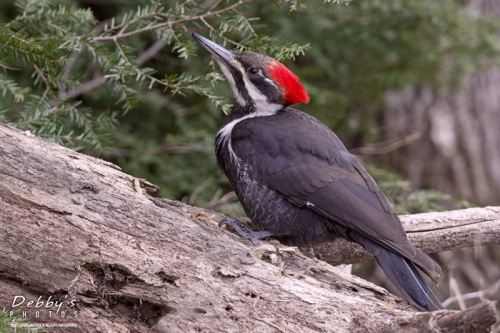 4249 Pileated Woodpecker