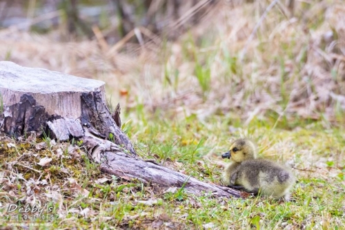 4258 Canada Gosling