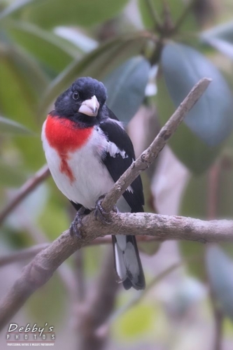 4259 Male Rose-Breasted Grosbeak