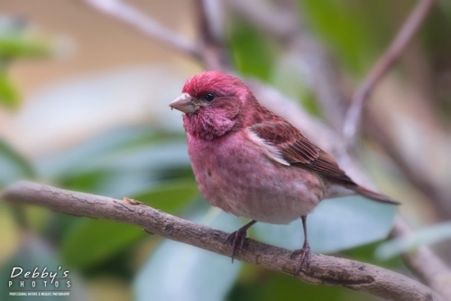 4269 Purple Finch