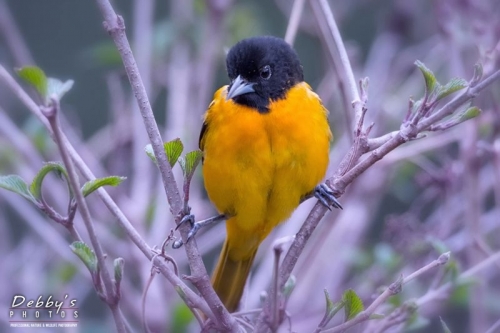 4284 Male Oriole