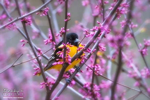 4285 Male Oriole in Redbud Tree