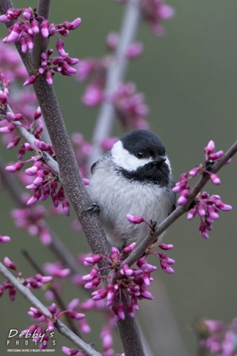 4288 Black-Capped Chickadee in Redbud Tree