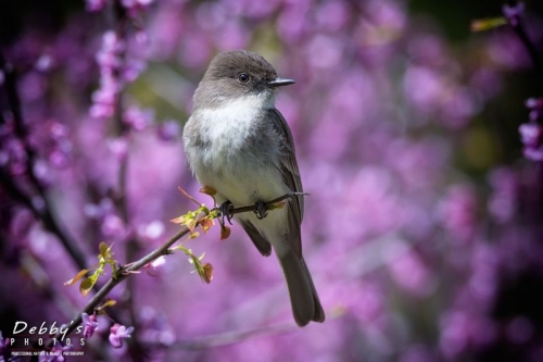 4304 Eastern Phoebe