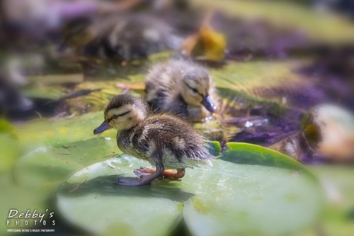 4465 Mallard Ducklings