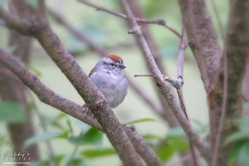5435 Chipping Sparrow