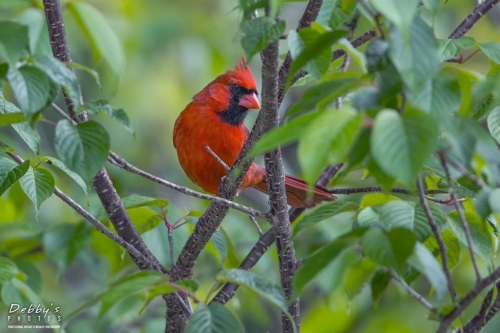 5439 Male Northern Cardinal