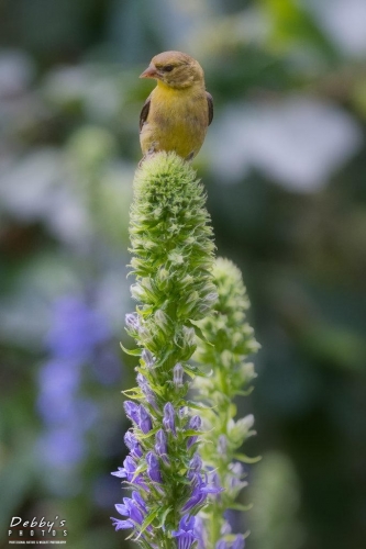 5601b American Goldfinch and Blue Lobelia