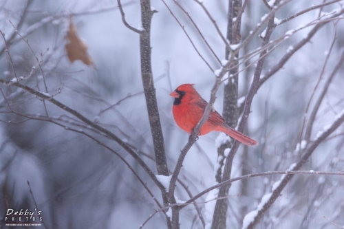 5755 Cardinal and Snow Covered Trees