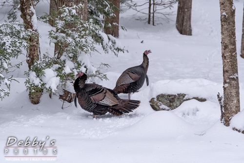 7625 Snowstorm, turkeys 13 inches