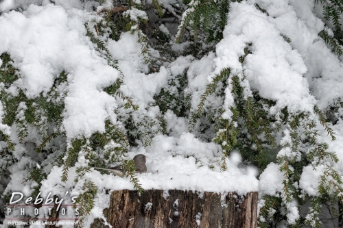 7630b Snow, Stump, Dark-Eyed Junco