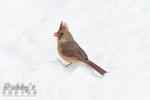 7633 Female Cardinal in Snow