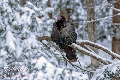 7634 Turkey in snow covered fir trees