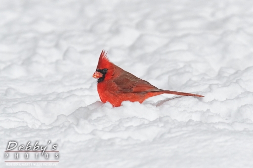 7638 Red, Male Cardinal, Birds, Snow