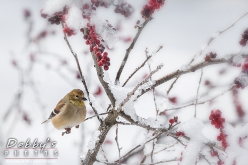 7644 Ice, Goldfinch in Winter Berry Bush, Birds