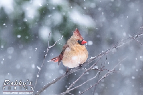 7653 Female Cardinal, Birds, Snowstorm