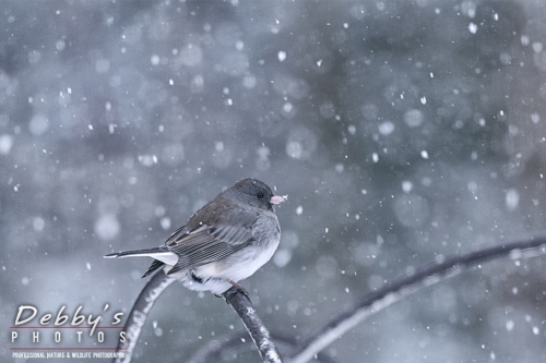 7655 Dark-Eyed Junco, Birds, Snowstorm