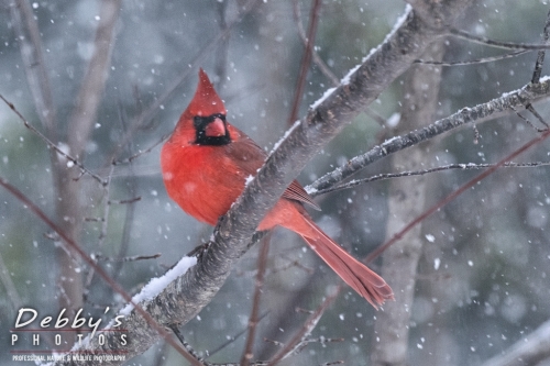7658b Male Cardinal, Birds, Snowstorm