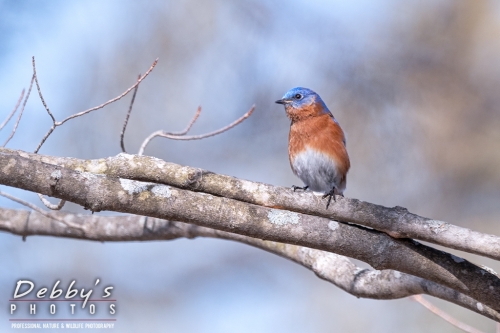 7671 Male E. Bluebird in a tree
