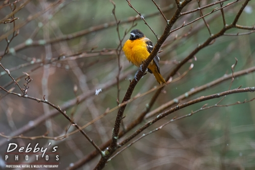 7735 Birds, Snowflakes, Oriole in Tree