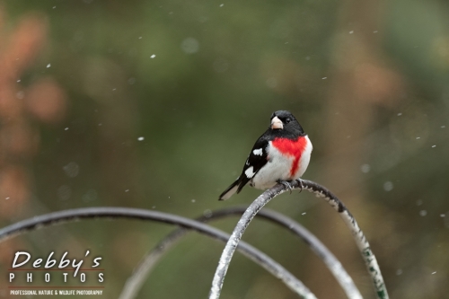 7736 Birds, Snowflakes, Grosbeak