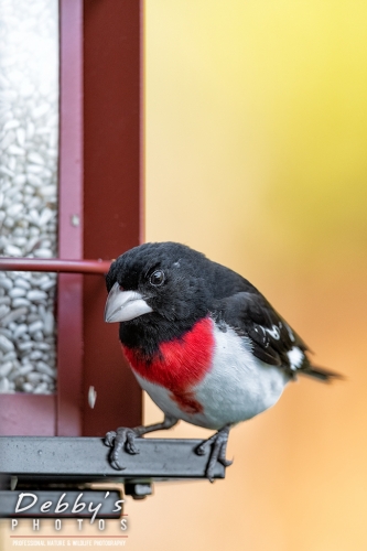 7751 Male Rose-breaste Grosbeak, Birds