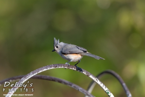 7752 Tufted Titmouse, Birds