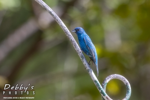 7756 Backyard Birds, Male Indigo Bunting