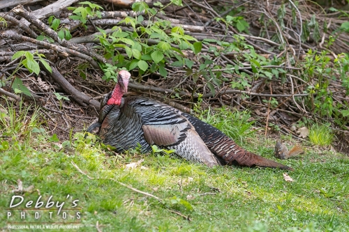 7772 Turkey and Red Squirrel