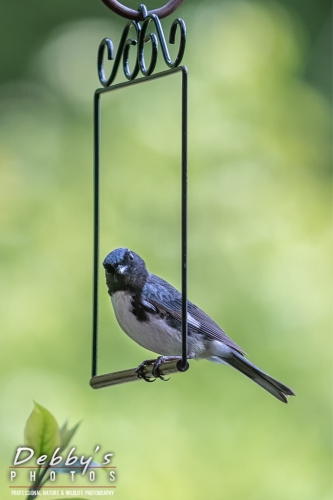 7777 Black throated Blue Warbler