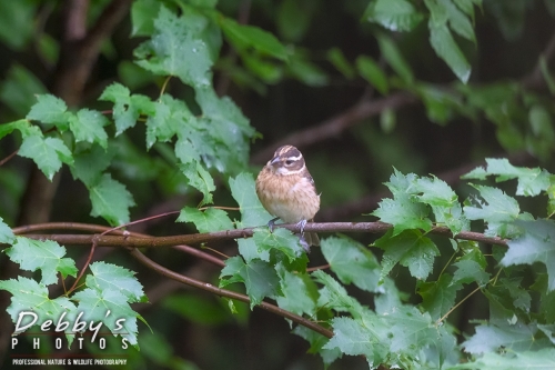 7841 Birds, Juvenile Rose-Breasted Grosbeak