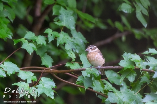 7842 Juvenile Rose-Breasted Grosbeak