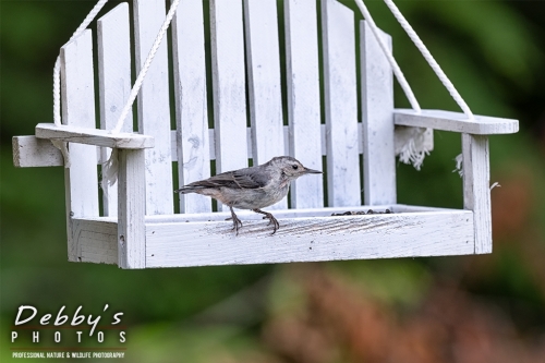 7846 Baby White-Breasted Nuthatch on White Bench Feeder