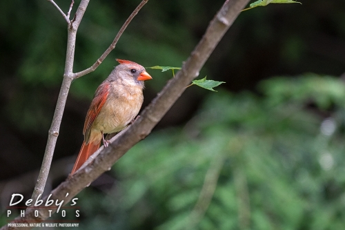 7847 Female Cardinal