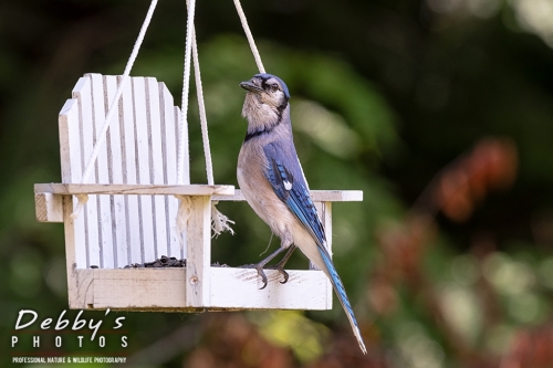 7848 Bluejay on White Bench Feeder