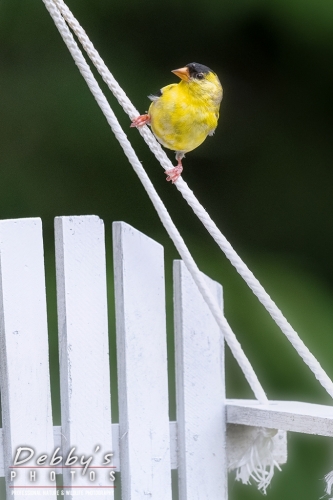 7854b Goldfinch on White Bench Feeder