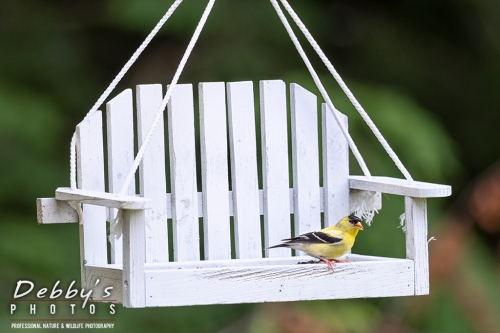 7855 Goldffinch on White Bench Feeder