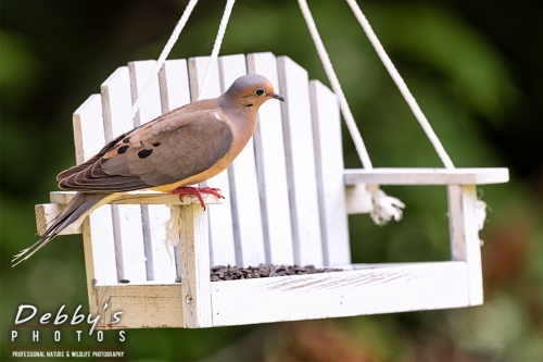 7859 Mourning Dove on White Bench Feeder