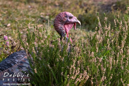 7947 Turkey Resting in the Sun and Heather